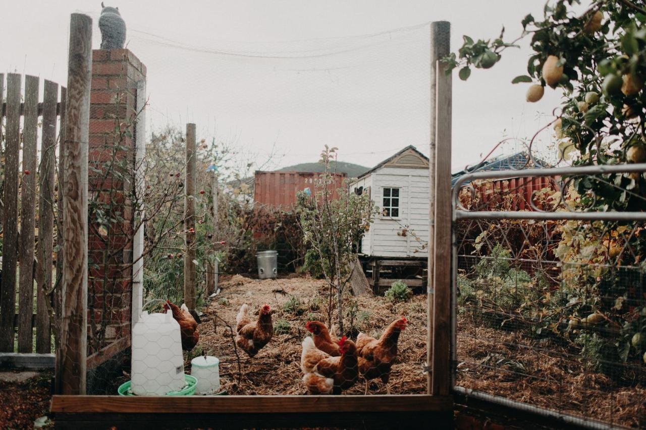 The Allotment Albany - Centrally Located Cottage In Old ألباني المظهر الخارجي الصورة