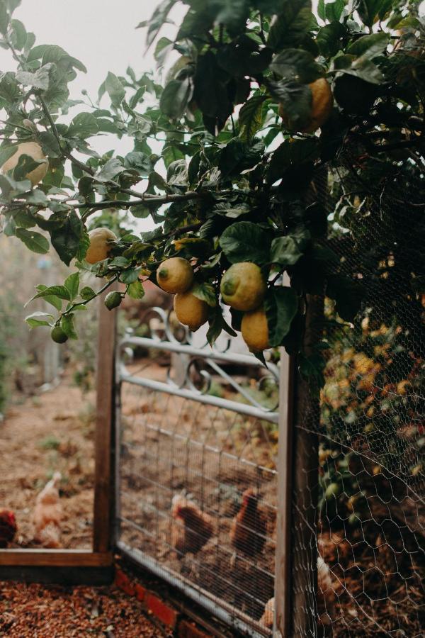 The Allotment Albany - Centrally Located Cottage In Old ألباني المظهر الخارجي الصورة
